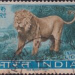 Asiatic lion